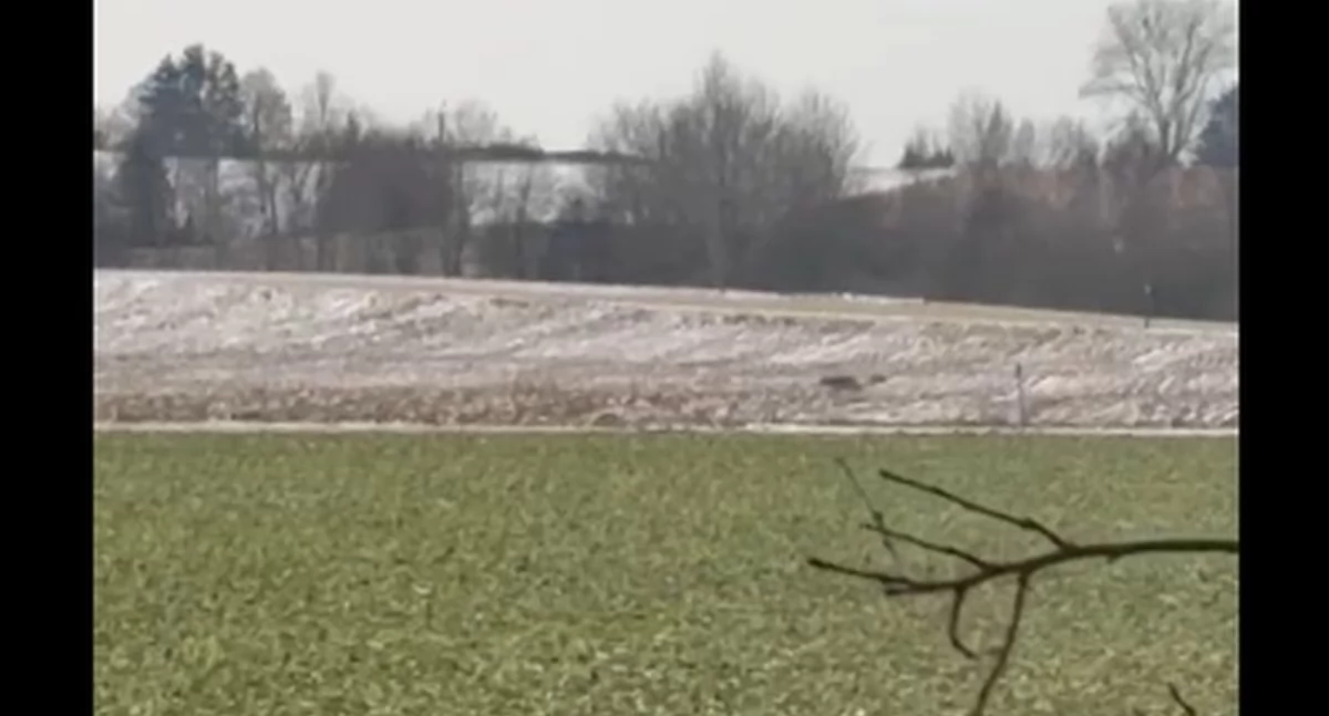 W gminie Kołobrzeg zaobserwowano wilka. Mamy nagranie Czytelnika