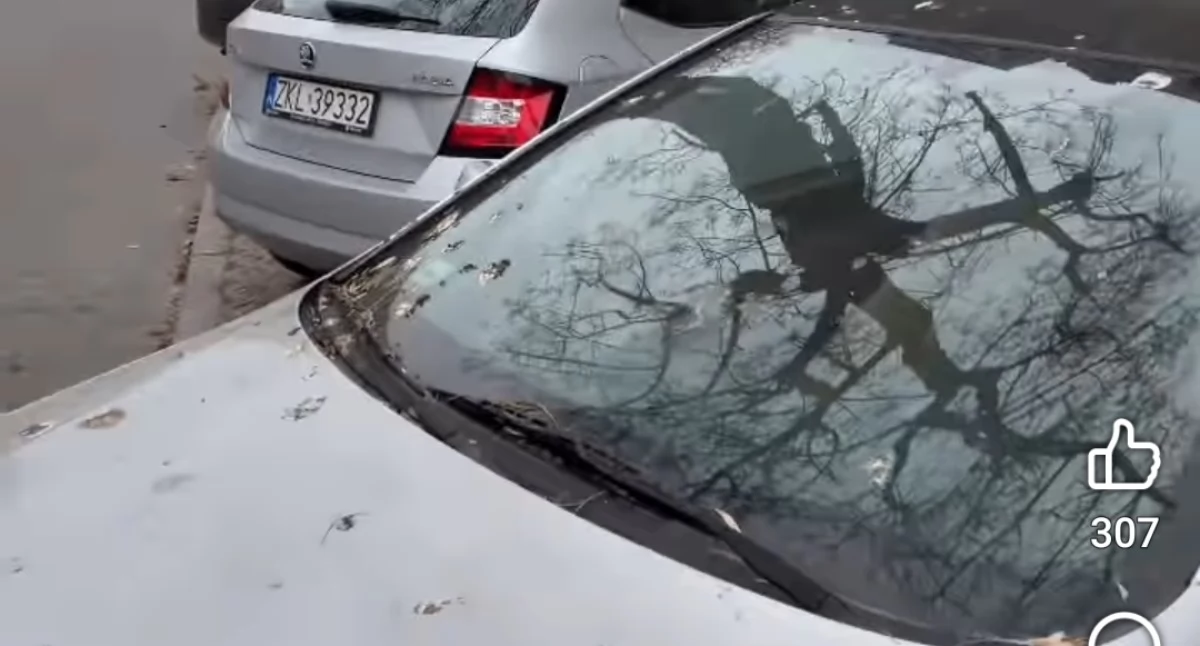 Warszawka kontra mewy? Mieszkańcy murem za marianami