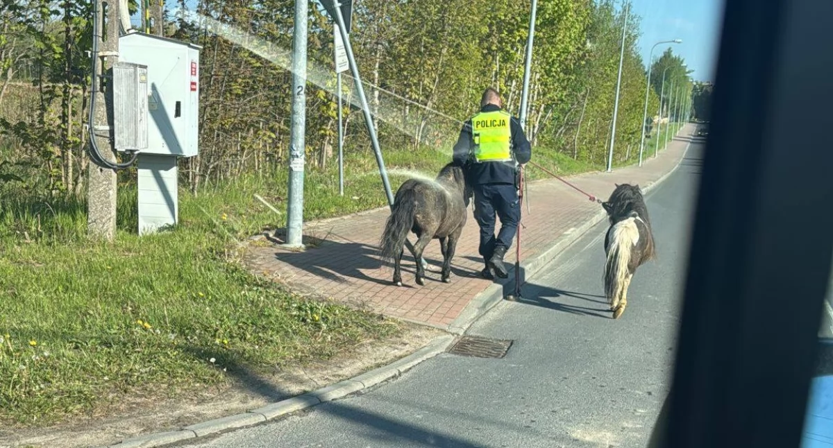 Niecodzienna akcja policjantów. Kucyki spowalniały ruch na drodze