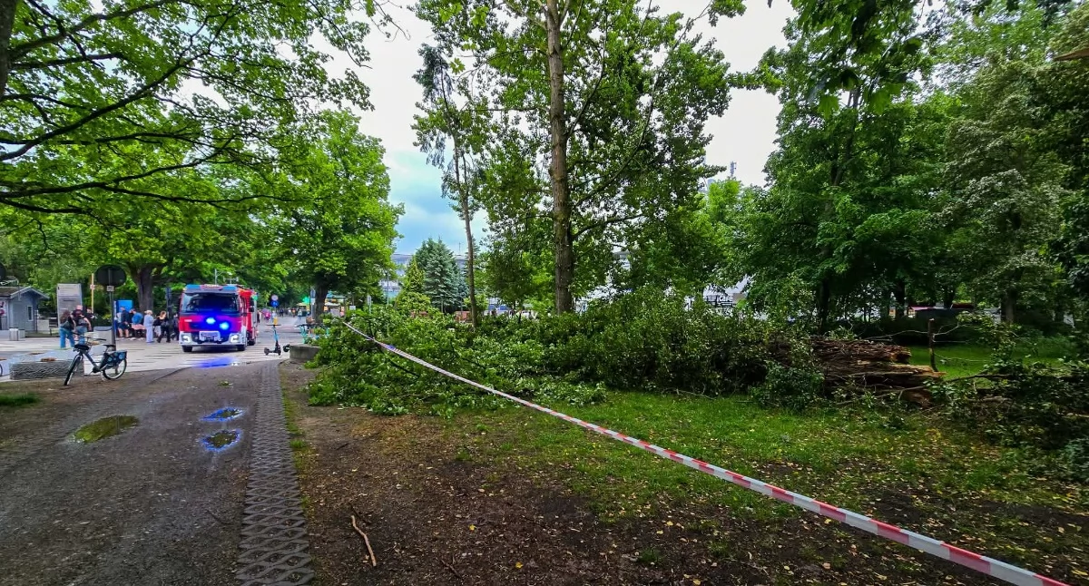 W Parku Nadmorskim złamało się drzewo. Spadło na wejście na deptak