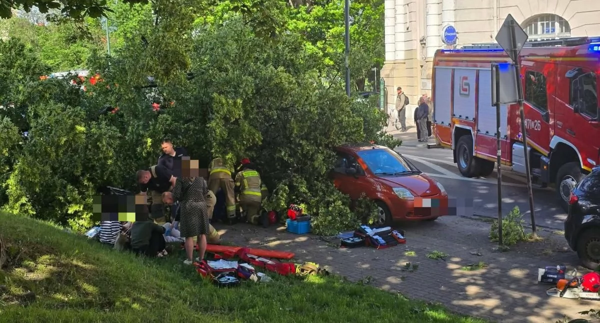 Drzewo przewróciło się na ludzi. Miasto tłumaczy procedury badań i wycinki drzew