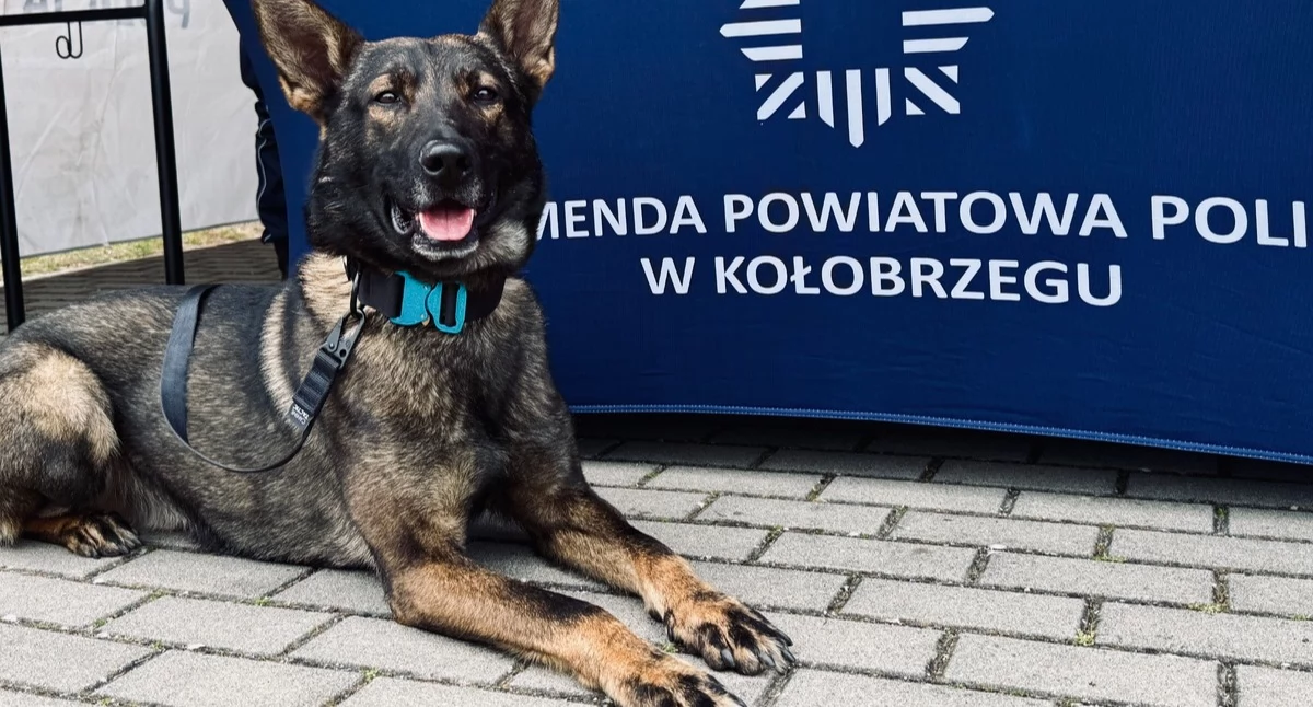 Szczęśliwy finał poszukiwań 81-latka. Rodzina podziękowała policjantom i Zordonowi