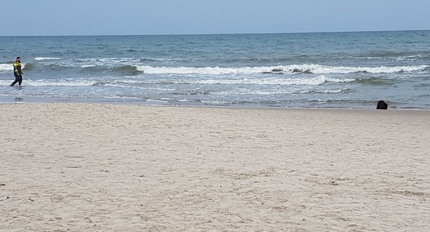 Kolejny nietypowy gość pojawił się na kołobrzeskiej plaży centralnej