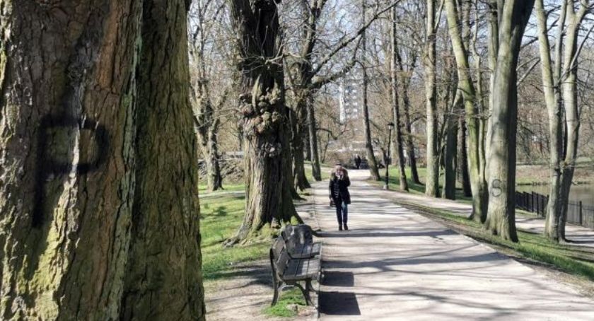 Wandalizm w zabytkowym Parku Dąbrowskiego. Drzewa wymazane sprayem