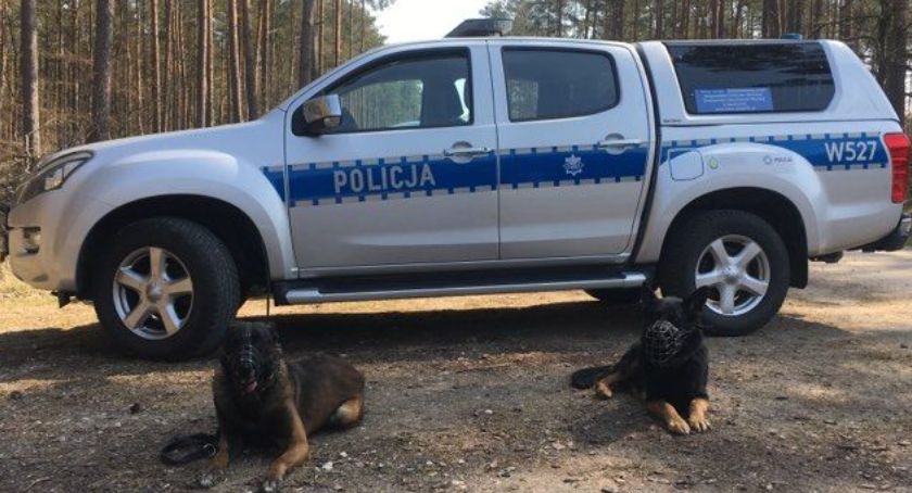 Psi funkcjonariusze niezastąpieni. Kołobrzeska policja podaje statystyki