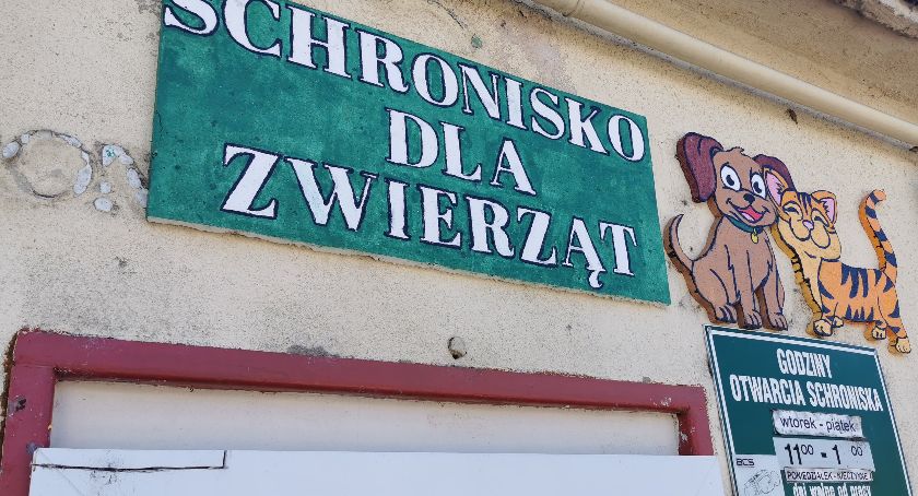 Jest zielone światło na powstanie nowego schroniska w Kołobrzegu. Radni przegłosowali uchwałę intencyjną