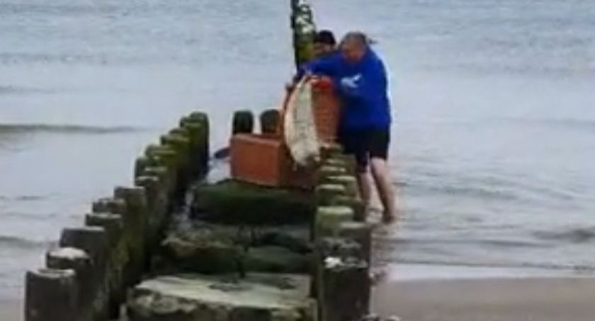 Foka na plaży w Kołobrzegu. Osłabiona, została zabrana na Hel (video)