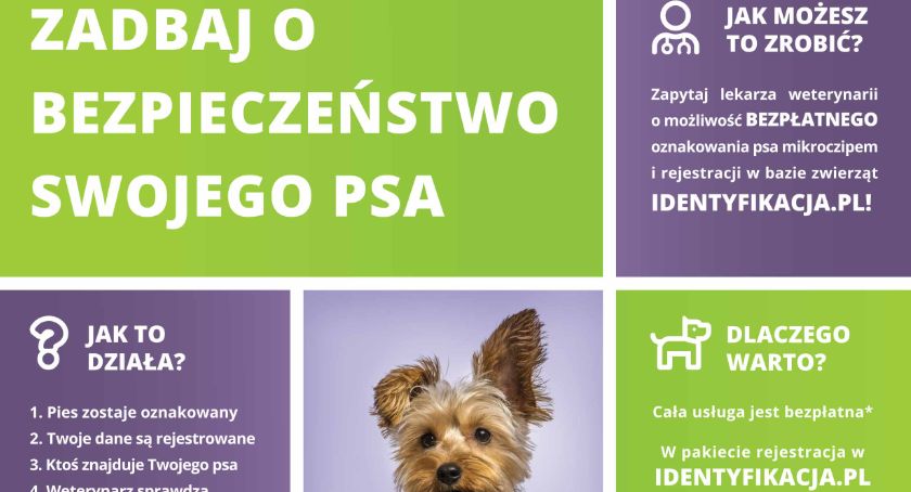 Zadbaj o bezpieczeństwo swojego pupila. W Kołobrzegu rusza program czipowania psów