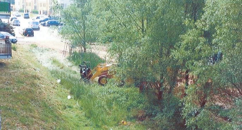 Drzewa przy ul. Wiedeńskiej bezpieczne. Inwestor nie uzupełnił wniosku o wycinkę