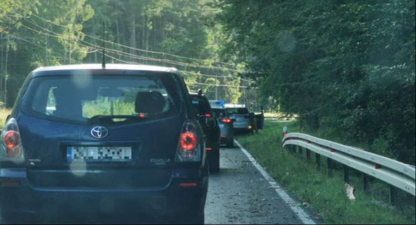 Utrudnienia na DK11. Samochód uderzył w spadający konar