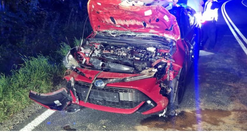 Wypadek pod Kołobrzegiem. Łoś wbiegł pod samochód