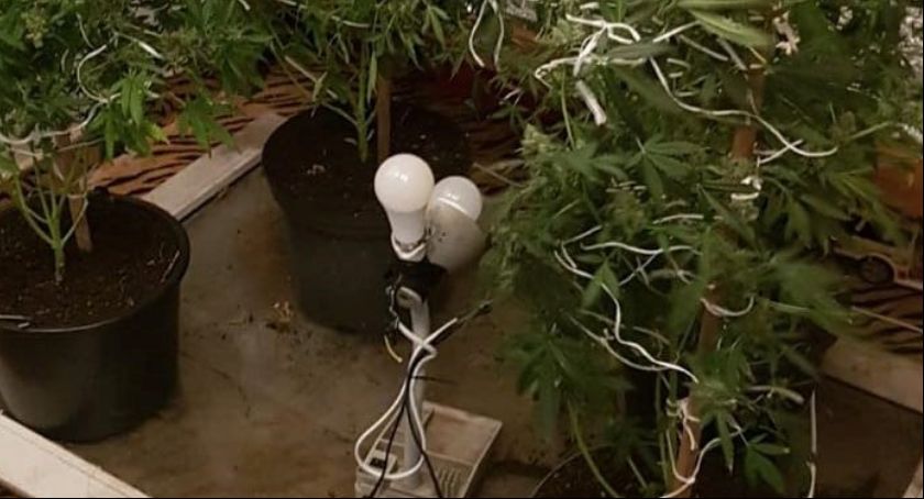 Marihuana w ogródku działkowym. Właścicielom grozi 3 lata więzienia