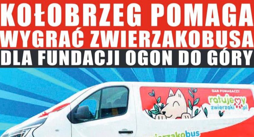 Fundacja Ogon do Góry walczy o zwierzakobus. Możesz pomóc i wygrać atrakcyjne nagrody