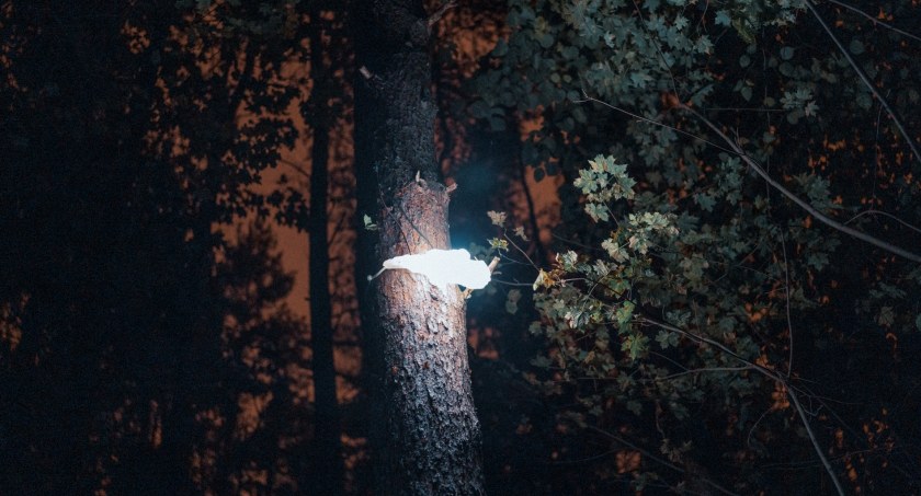 Ogrodnik miejski pyta o lampy huby. Czy mogłyby oświetlić kołobrzeskie parki?
