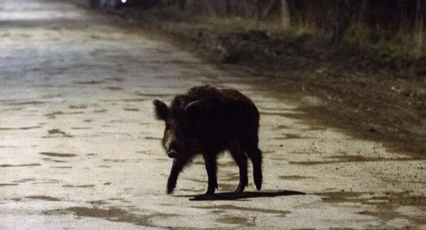 Kilkaset dzików do odstrzału w powiecie kołobrzeskim