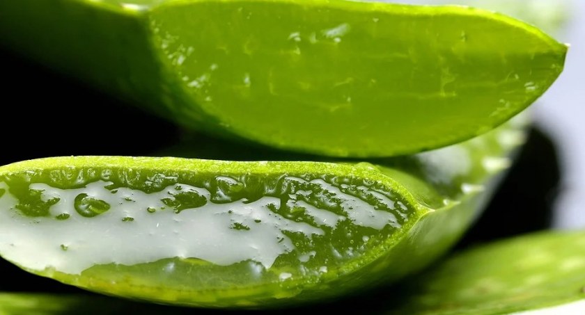 Jak działa aloes? Jakie ma zastosowania i właściwości?