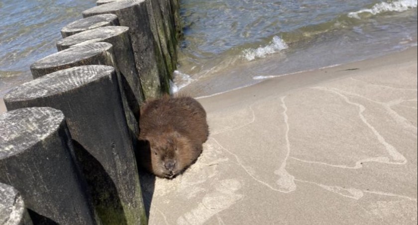 Nietypowy gość odwiedził plażę w Dźwirzynie. Odpoczywał przy jednym z falochronów