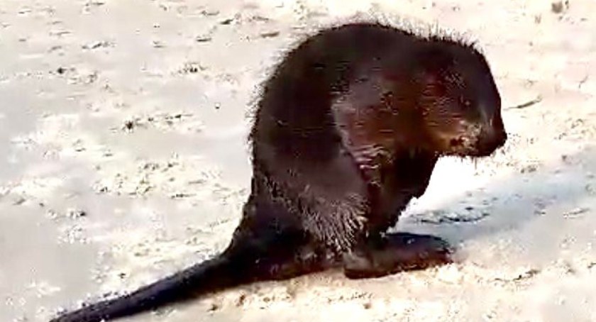 Zażywał morskiej kąpieli – bóbr atrakcją plaży w Radzikowie (video)