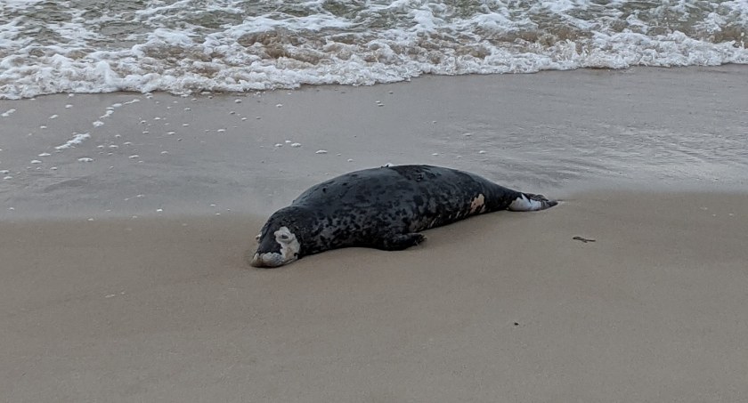Znaleziono ciało martwej foki na plaży zachodniej