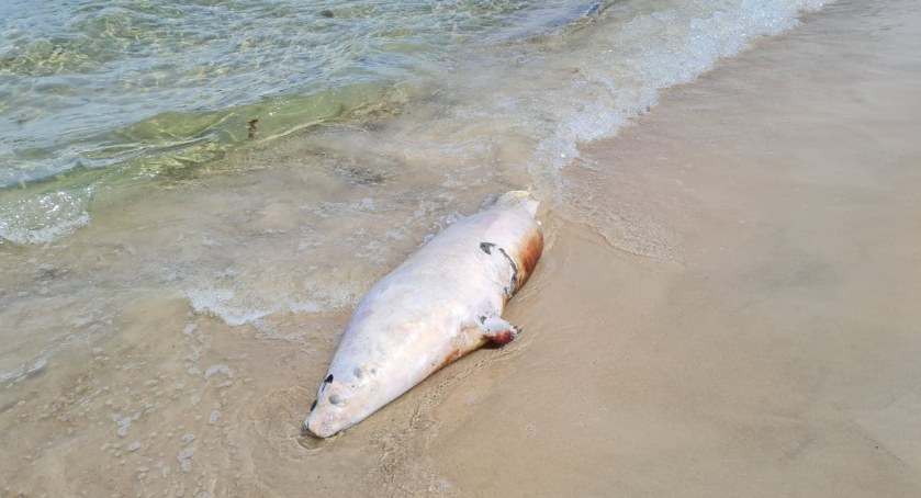 Kolejna martwa foka na kołobrzeskiej plaży 