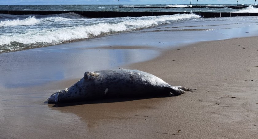 Kolejna martwa foka na kołobrzeskiej plaży. Dlaczego giną?