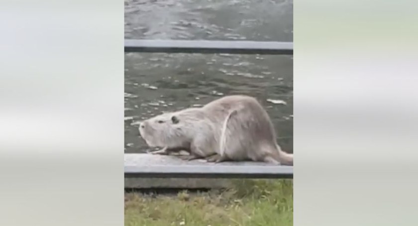 Nutria, pies czy wydra ;-)? Czyli kto spacerował brzegiem Parsęty...