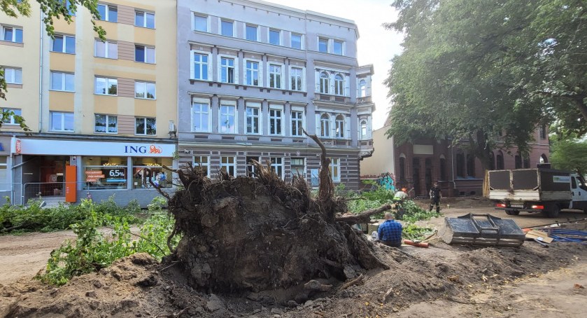 Przy Urzędzie Skarbowym runęło drzewo. Uszkodzone okna w budynku