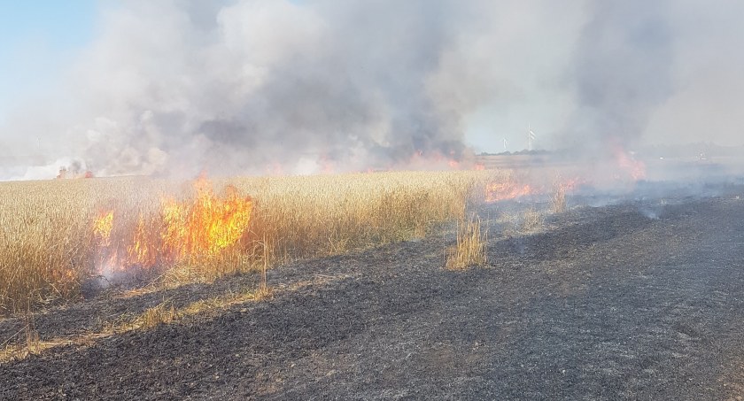 Pożar zboża. Dziesięć zastępów straży w akcji