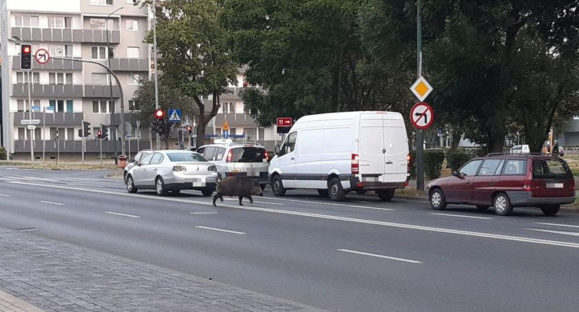Dziki problem na ulicach Kołobrzegu