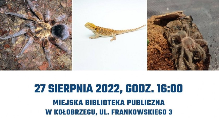 Pająki w Bibliotece - spotkanie z Dawidem Rzepielą 