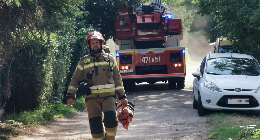 Bobry podgryzły drzewo przy pensjonacie. Interweniowali strażacy (foto)