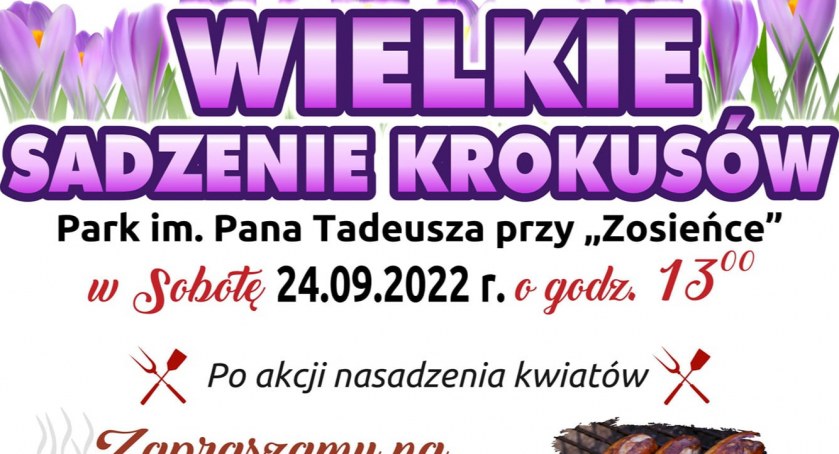 Wielkie sadzenie krokusów w Podczelu