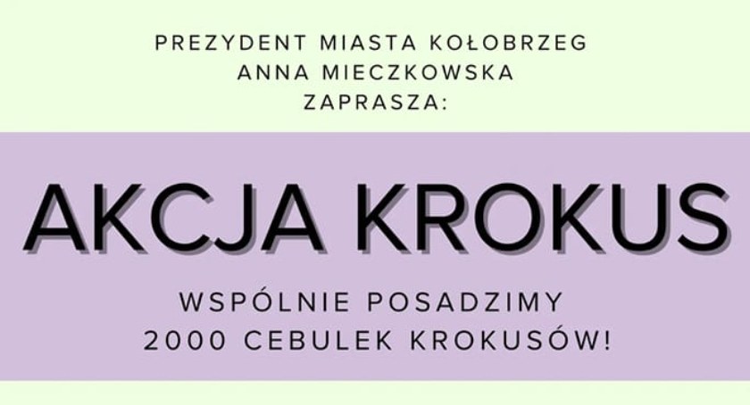 Wielkie sadzenie krokusów w Kołobrzegu