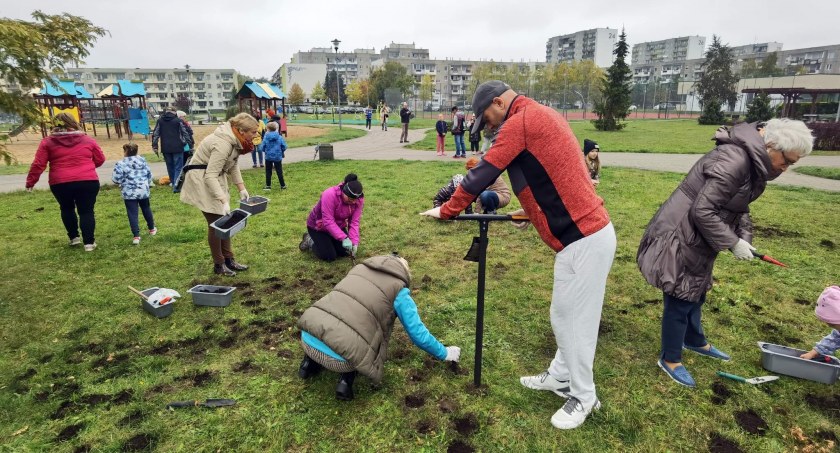 Kołobrzeg. Posadzili ponad 2000 cebulek kwiatów (foto, wideo)
