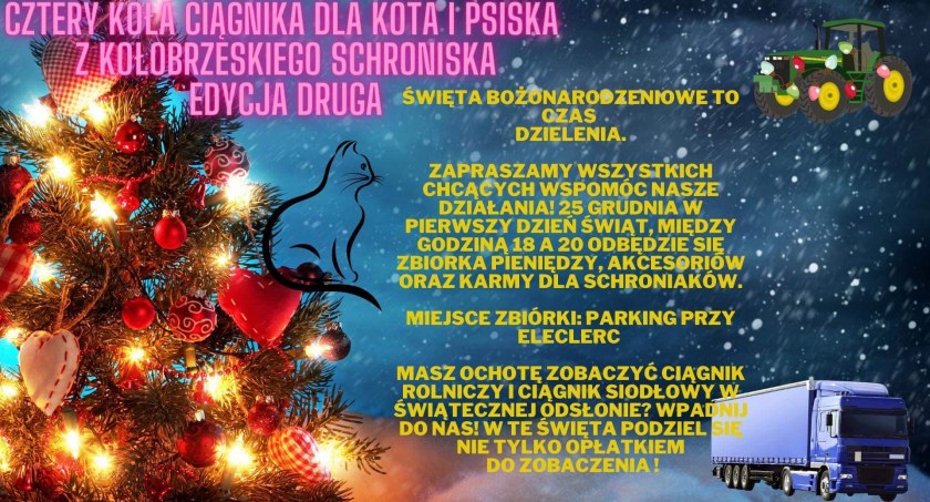 W pierwszy dzień świąt zaplanowali zbiórkę na rzecz schroniska