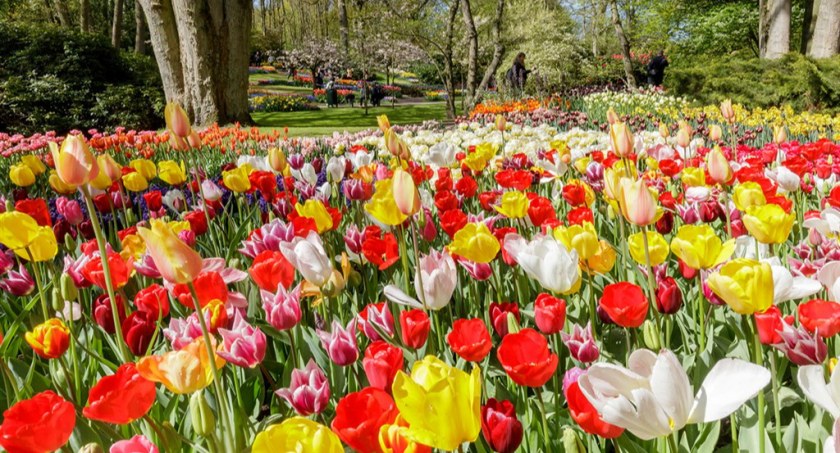 Wiosenny ogród Keukenhof - wycieczka na Festiwal Tulipanów