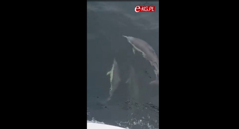 Delfiny w Bałtyku! Pływały wokół kutra z Kołobrzegu – zobaczcie nagranie