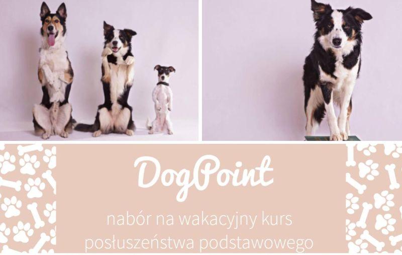 Nabór do psiej szkoły! 