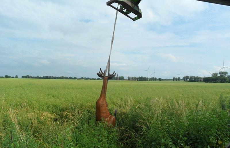 Uratowali jelenia, który wpadł do studzienki