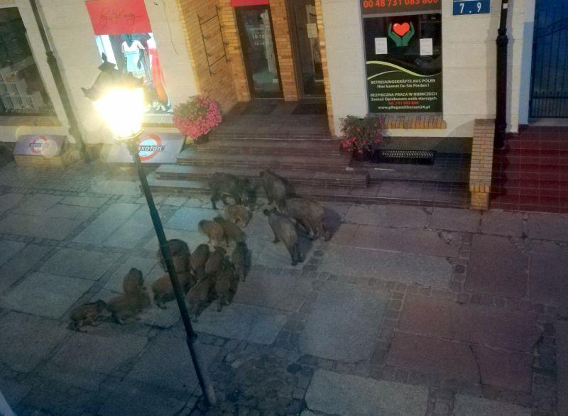 Dziki pojawiają się w centrum miasta