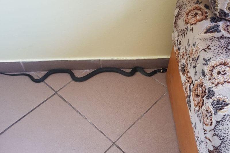 Wąż grasował w jednym z domów w Dźwirzynie