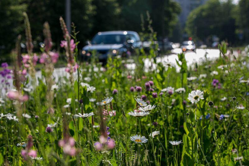 Nawet 75 tysięcy złotych za łąkę kwietną. Miałaby powstać w jednym miejscu w Kołobrzegu