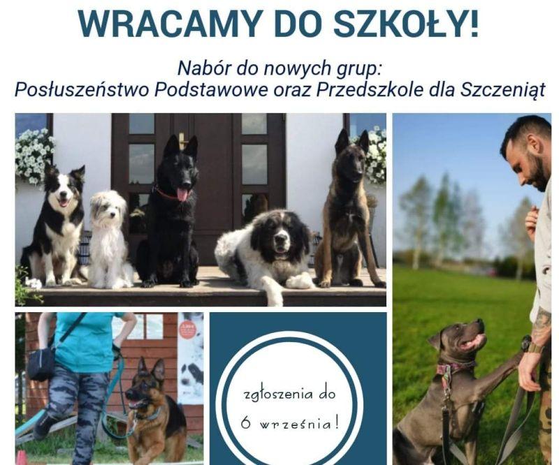 Zajęcia dla wszystkich psów w wieku od trzech miesięcy