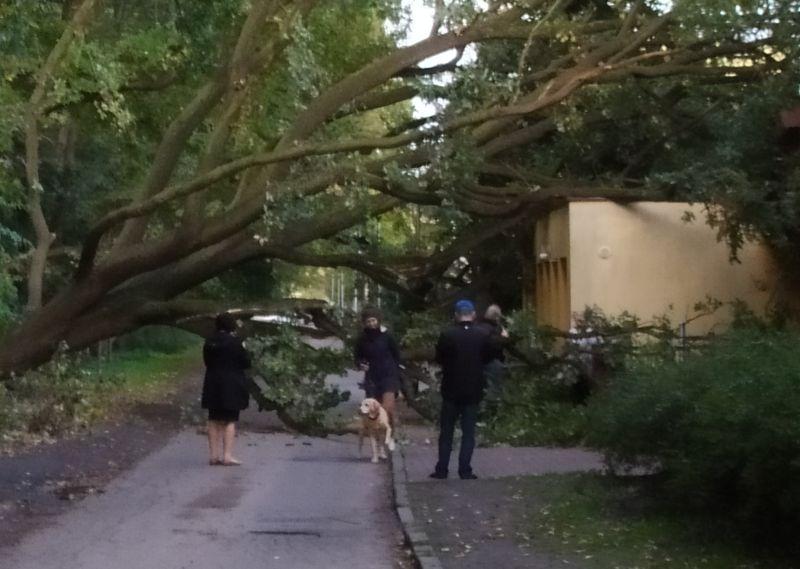 Urzędnicy sprawdzali dęby na Klonowej. Jest kontrola po czwartkowym wypadku