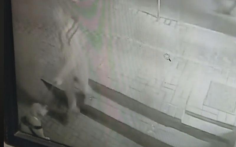 Człowiek, który potraktował psa gazem może być z Kołobrzegu. Właściciel czworonoga prosi o pomoc w poszukiwaniu sprawcy