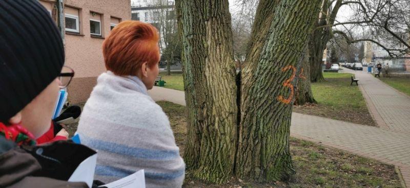 W mieście wyciętych ma być około 45 drzew. Zdaniem fachowców stanowią zagrożenie