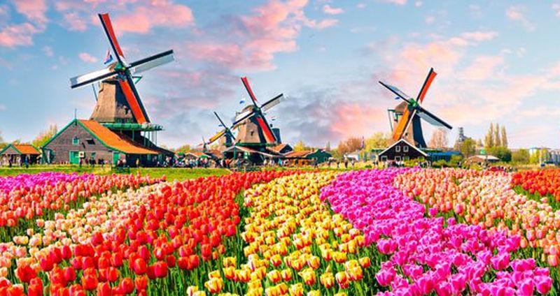 KEUKENHOF –  Wyjazd na Festiwal Tulipanów