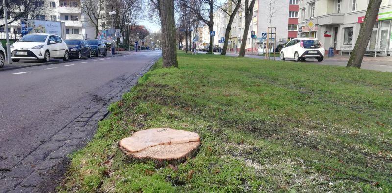 Wycinka drzew przy alei Jana Pawła wstrzymana. Miasto zamówi dodatkową ekspertyzę