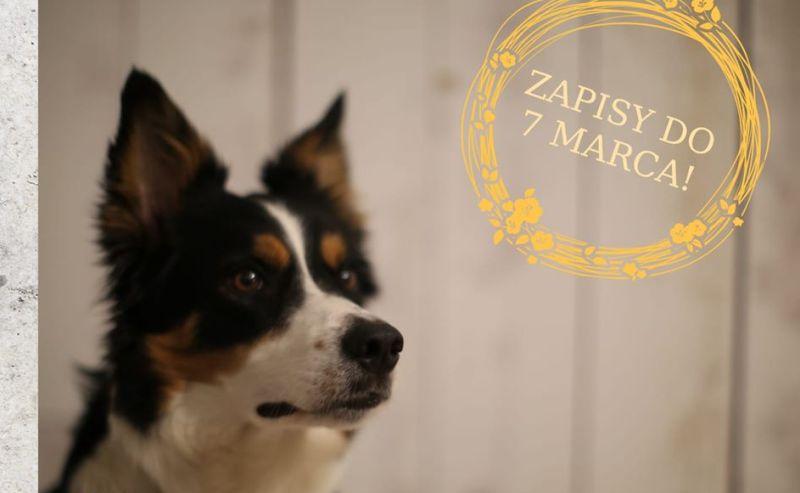 Szkoła dla psów Dog Point ogłasza nabór na wiosenne zajęcia 
