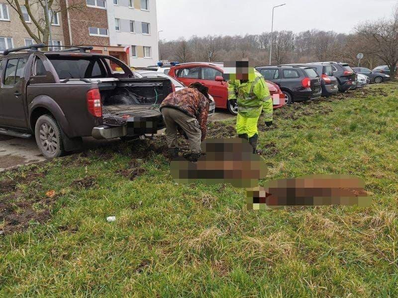 Trwa odstrzał dzików. Czy mieszkańcy są bezpieczni?